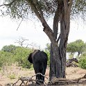 BWA NW Chobe 2016DEC04 NP 038 : 2016, 2016 - African Adventures, Africa, Botswana, Chobe National Park, Date, December, Month, Northwest, Places, Southern, Trips, Year